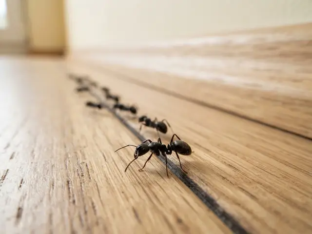 Ameisen (Lasius) – Nahaufnahme