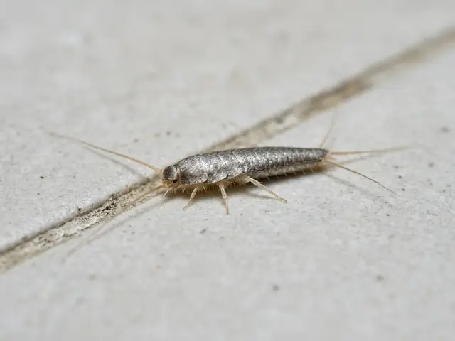 Silberfischchen (Lepisma) – Nahaufnahme
