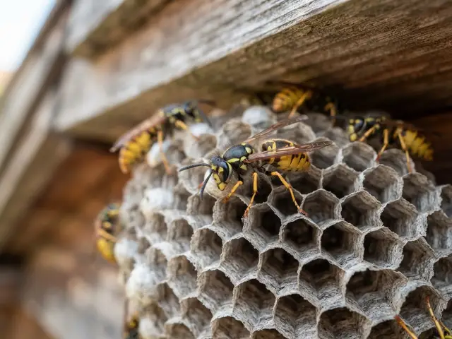 Wespen (Vespula) – Nahaufnahme